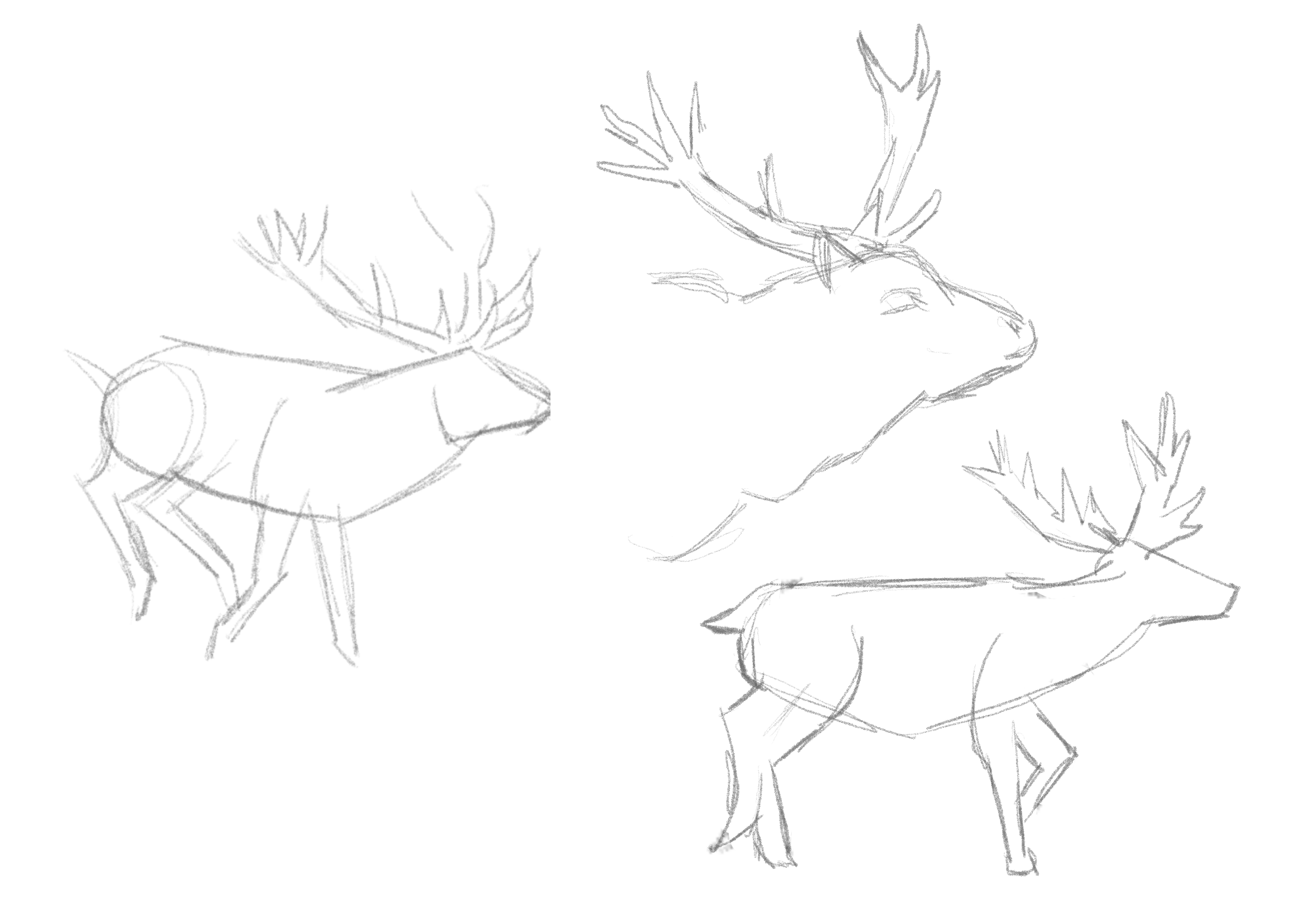 Sketches of a deer
